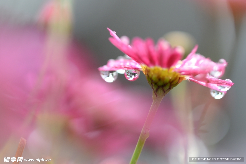 雨后挂满水滴的红色小花