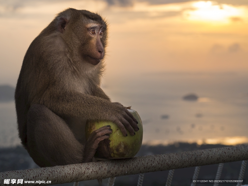 一只紧抱着椰子不放的猴子
