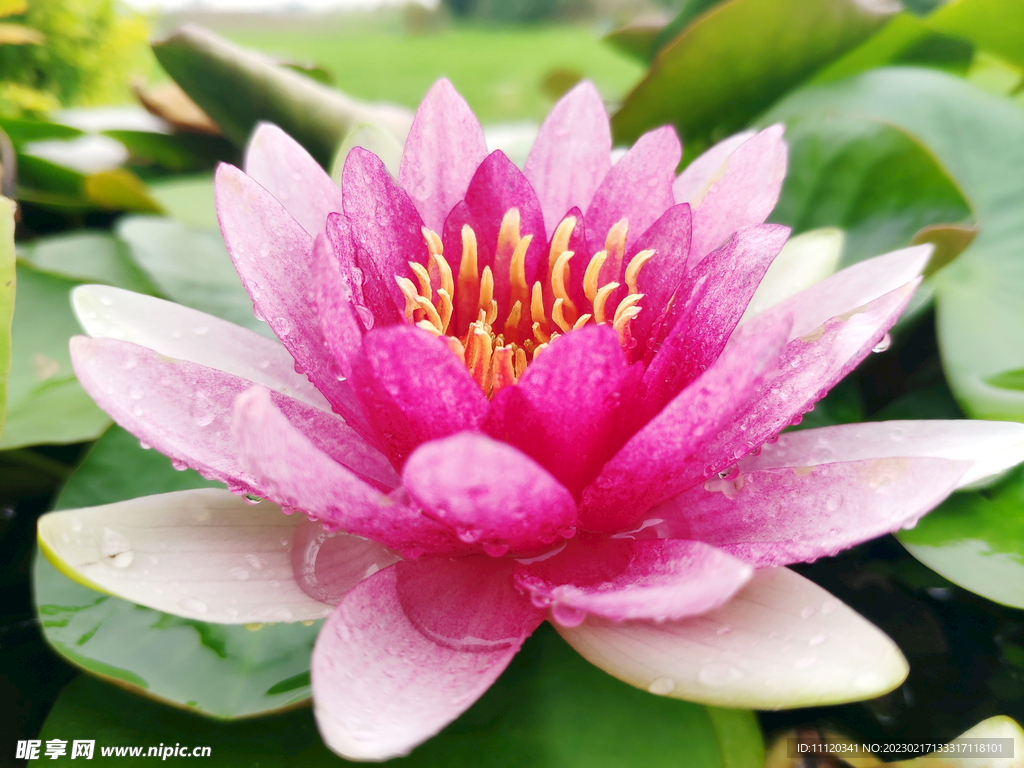 雨后沾满水珠的粉色莲花