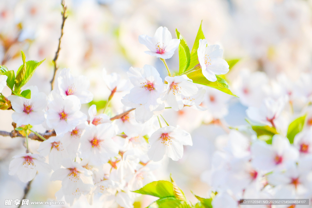 清新通透的梨花花枝