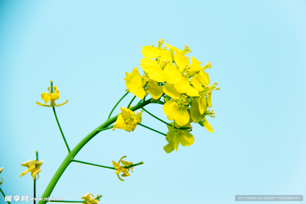 油菜花花枝近景摄影图片