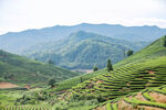 武夷山茶山风光美景摄影