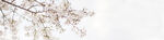春季樱花banner