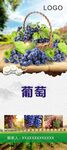  葡萄