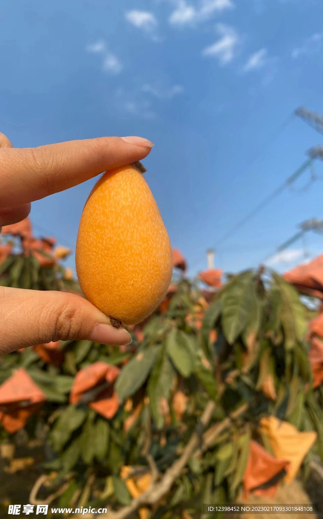 枇杷