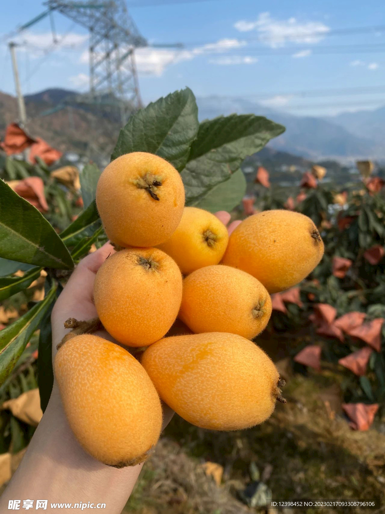 枇杷