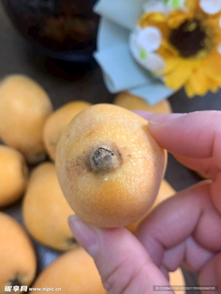 枇杷