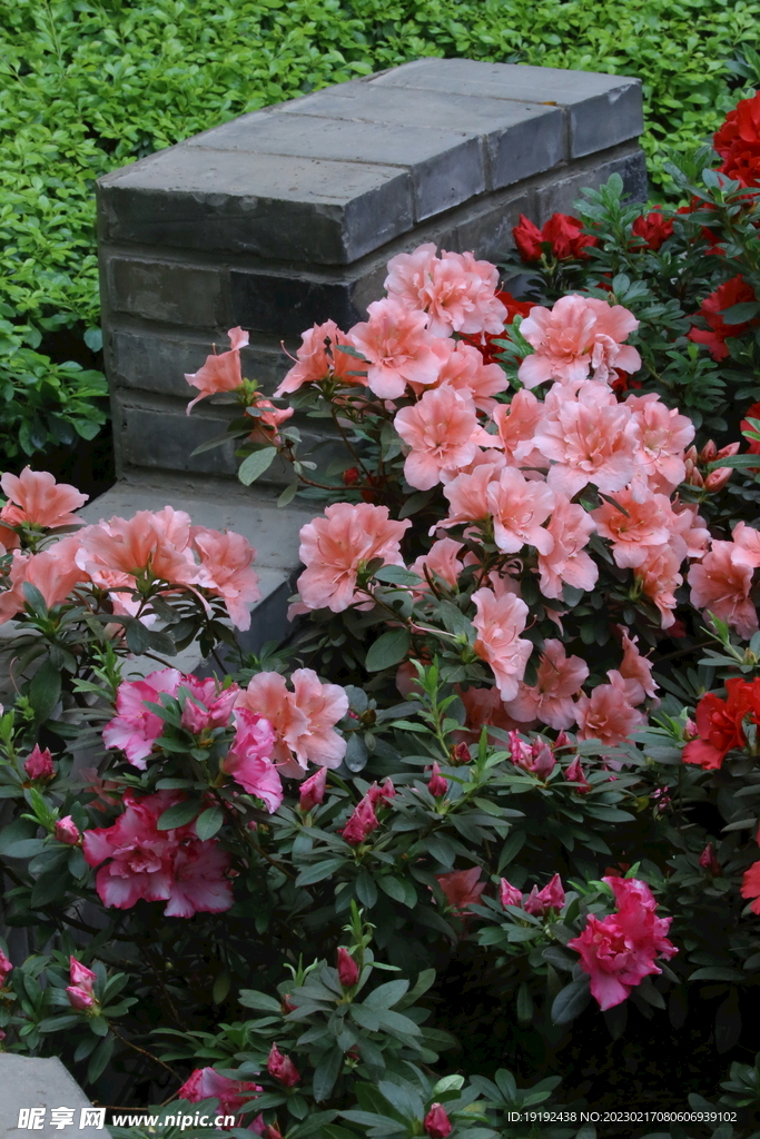 杜鹃花
