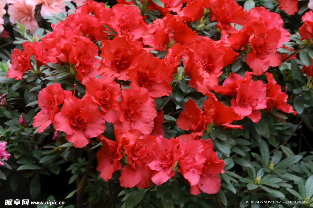 杜鹃花