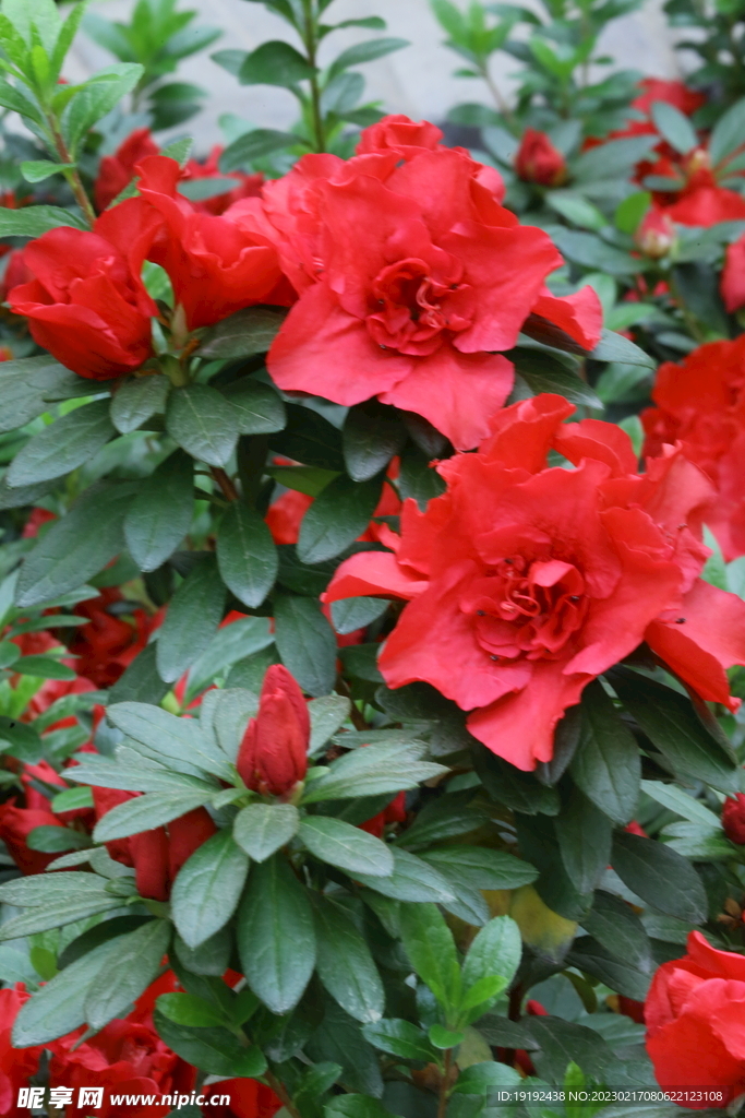 杜鹃花 