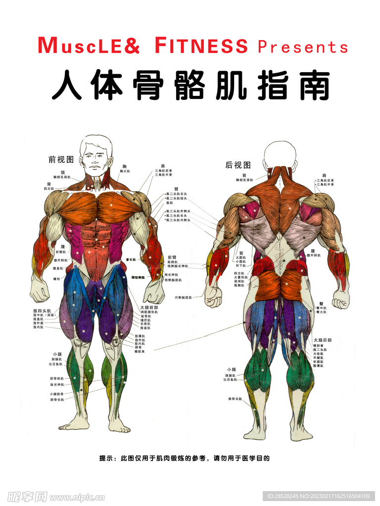 骨骼肌