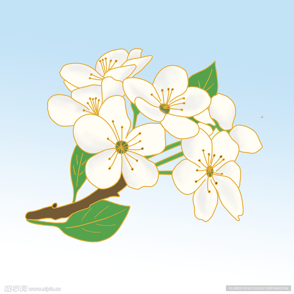  梨花 