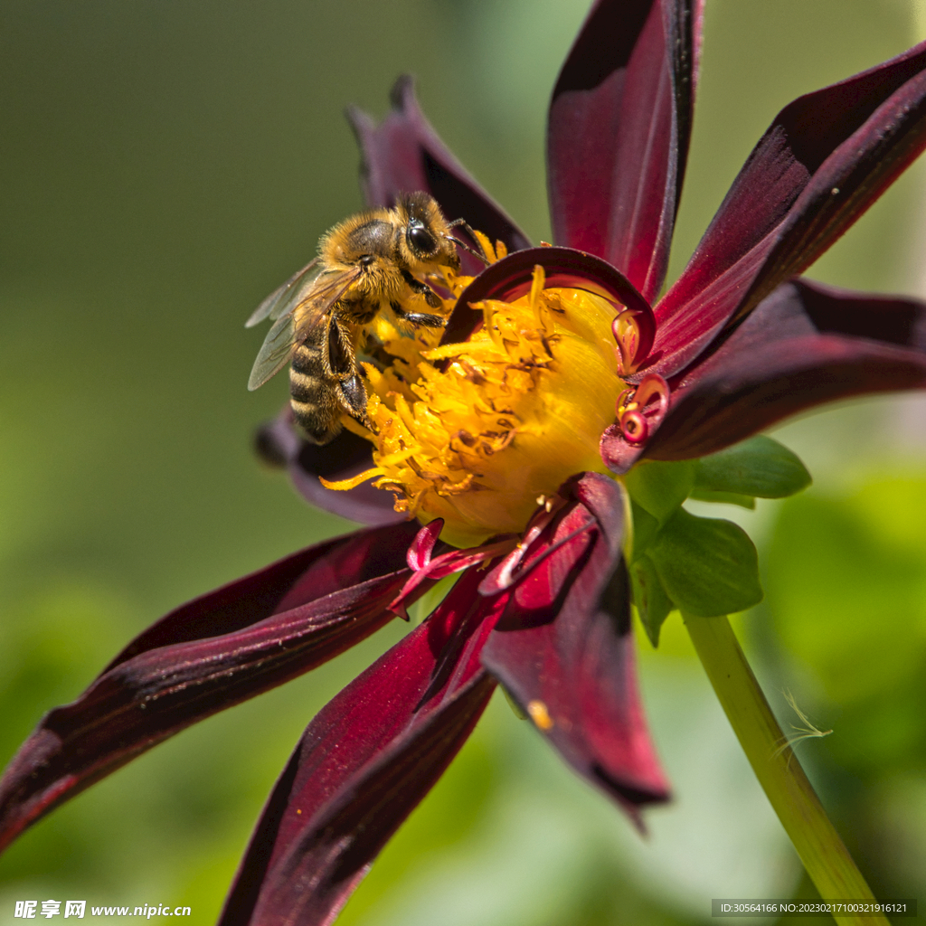 蜜蜂