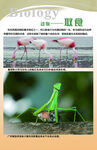 生物知识展板图片
