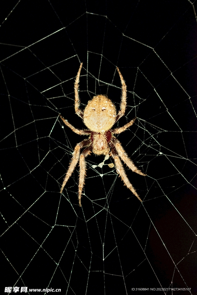 蜘蛛 