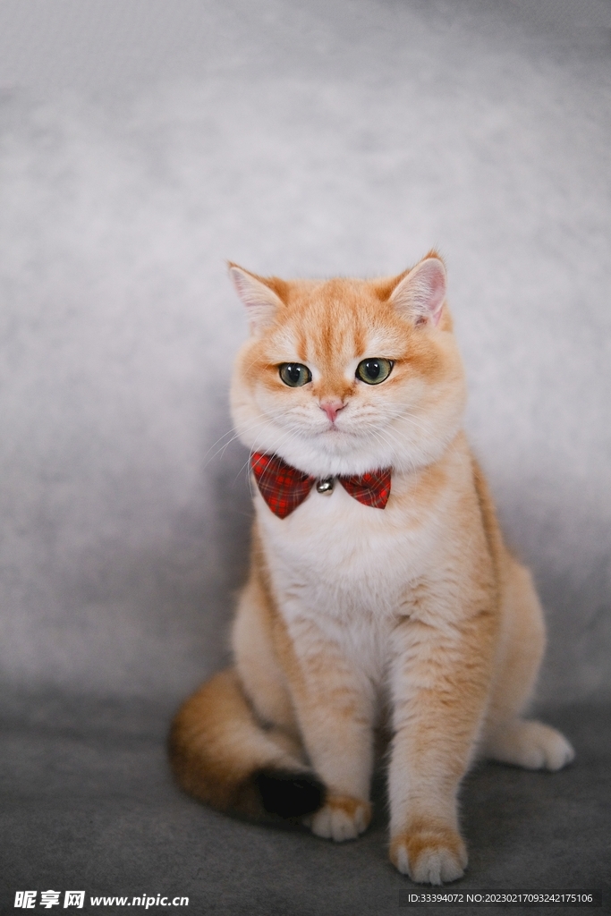 灰色背景前坐着的橘猫