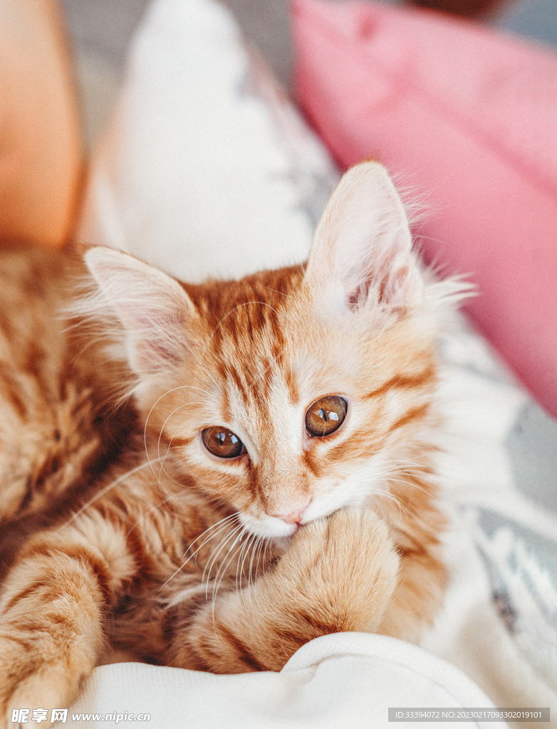 趴在床上的橘猫