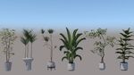 盆栽植物模型