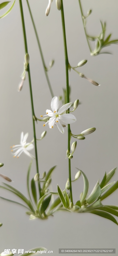 吊篮  花