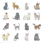 猫