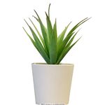 草