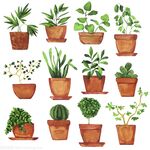 植物