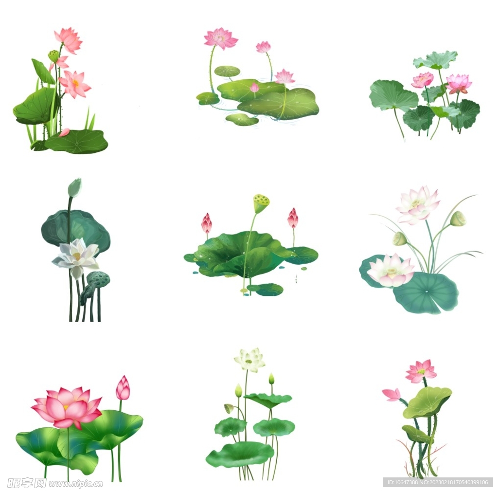 荷花（位图）