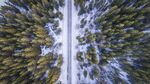 树林与冰雪覆盖的道路摄影