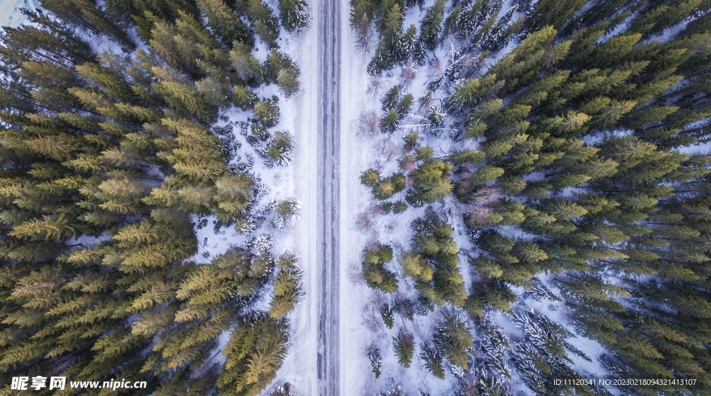 树林与冰雪覆盖的道路摄影