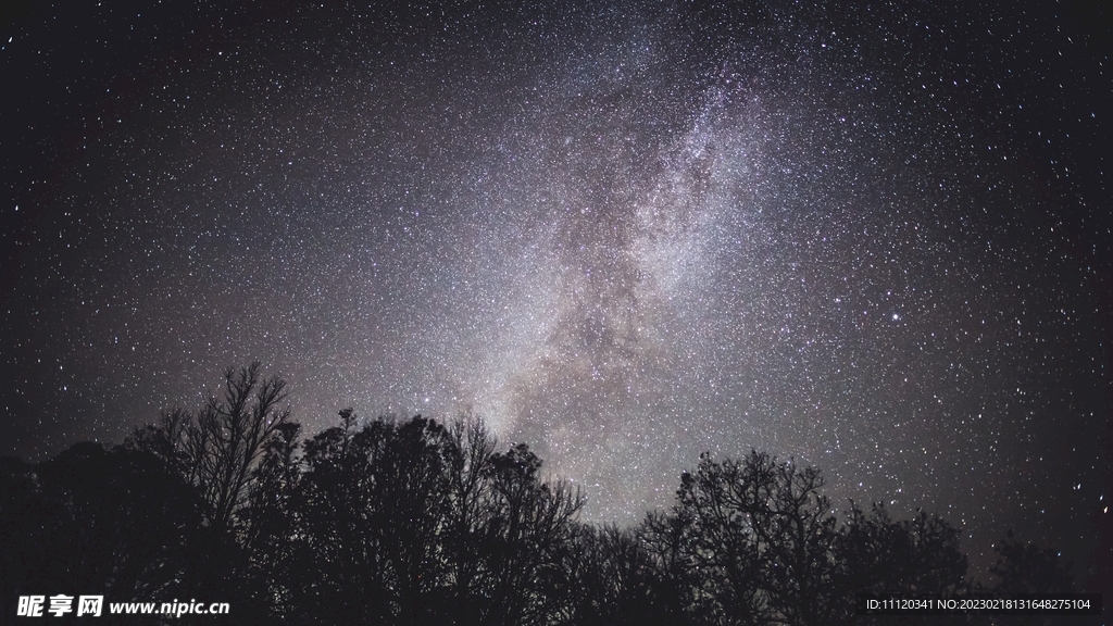 树林与点点繁星的夜空