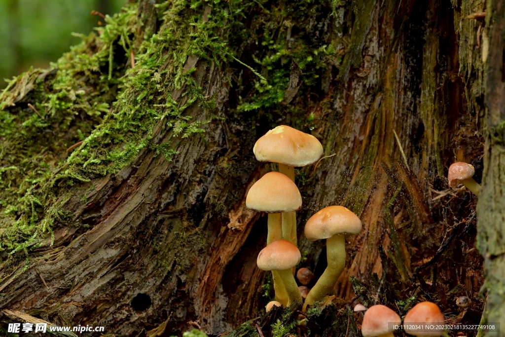 长在树上的苔藓蘑菇图片