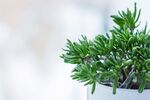 居家环境中摆放的绿植特写