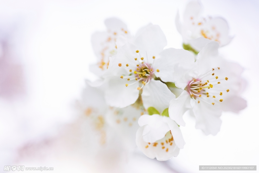 春天里盛开的白色樱花摄影