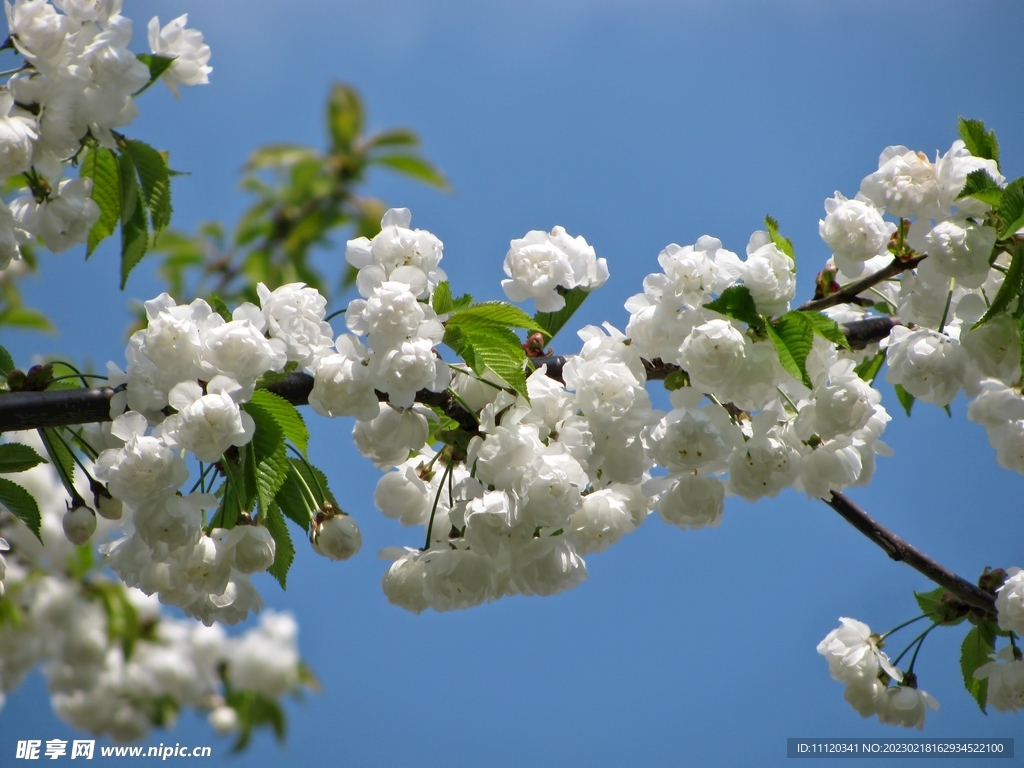 树枝上的朵朵白花仰拍