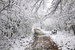 冬季树林浪漫雪景图片