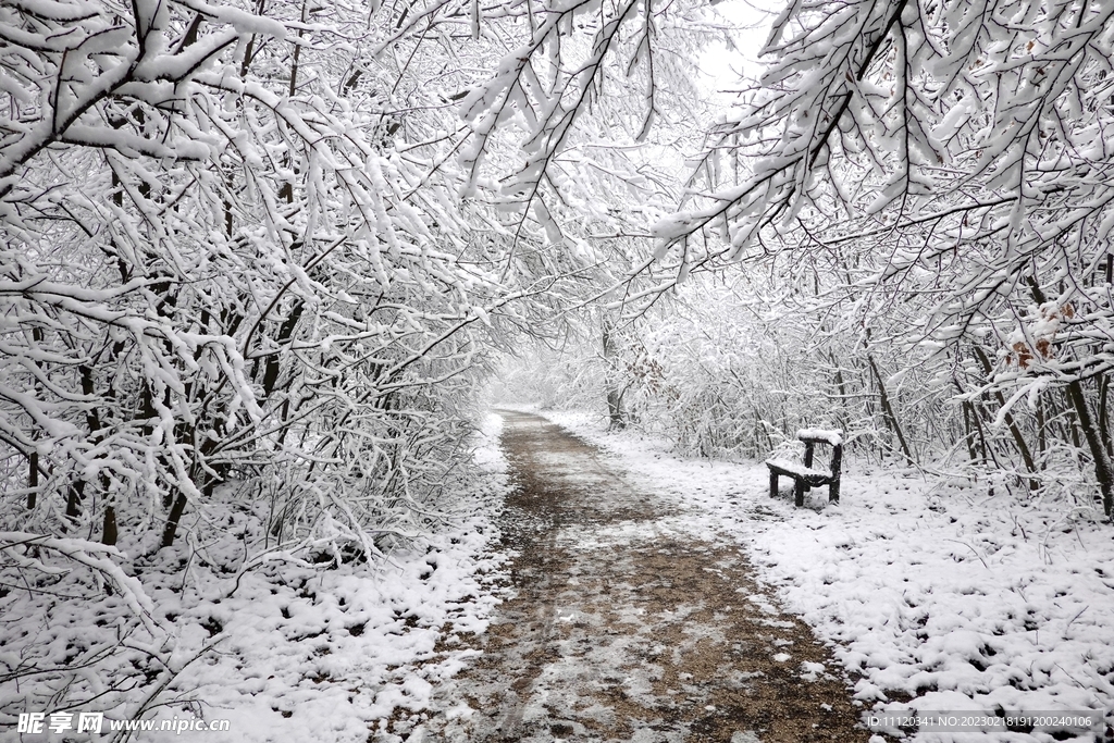 冬季树林浪漫雪景图片