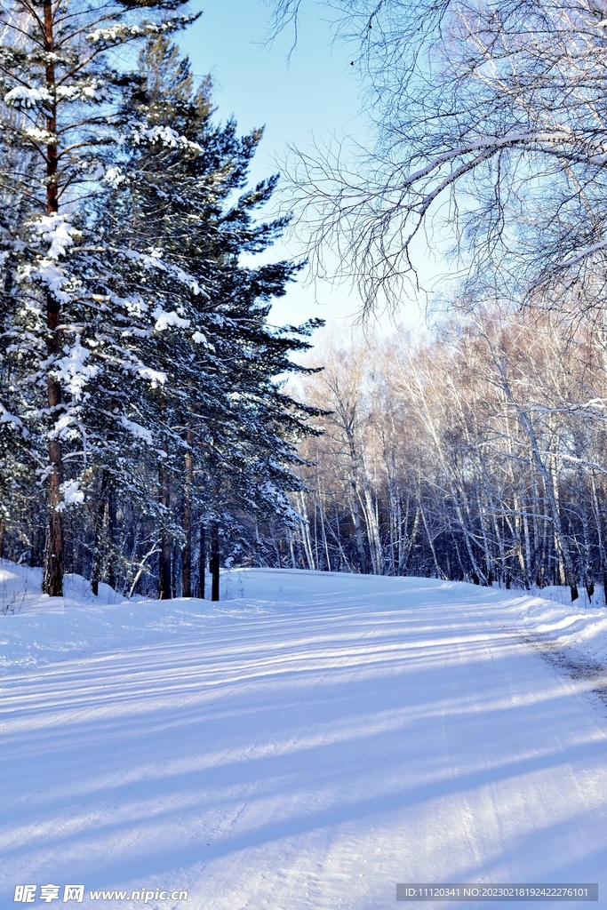 冬季雪地树林风光摄影图片