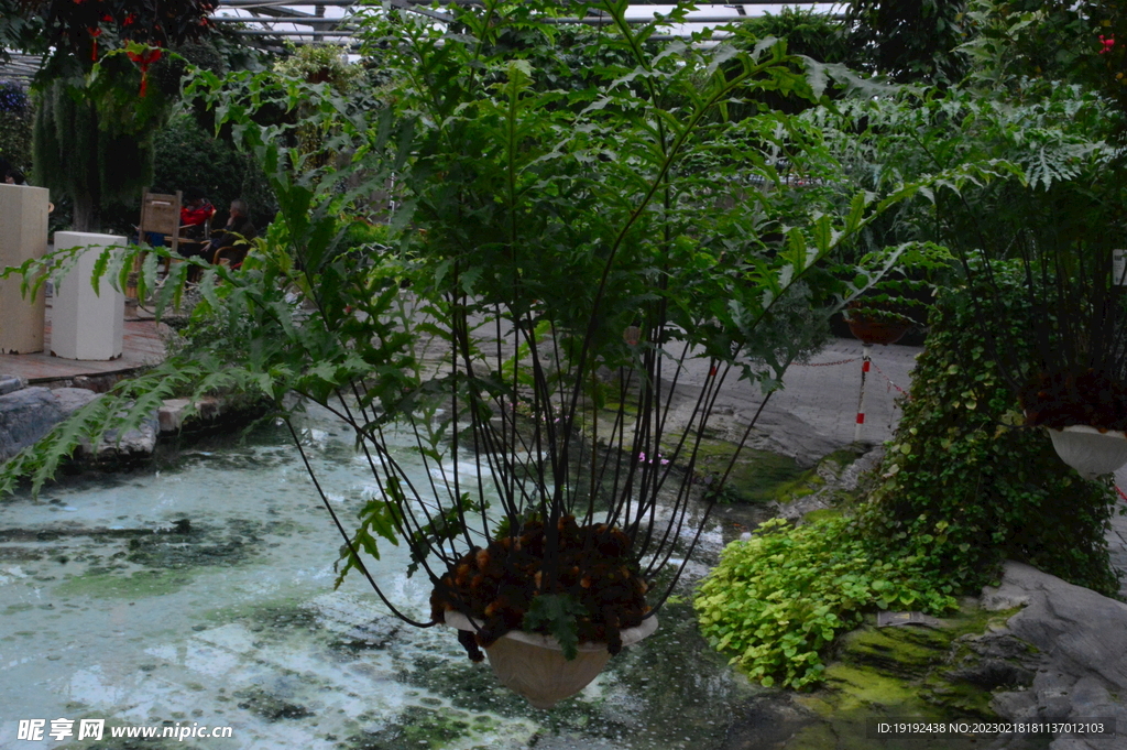 温室花草风景  