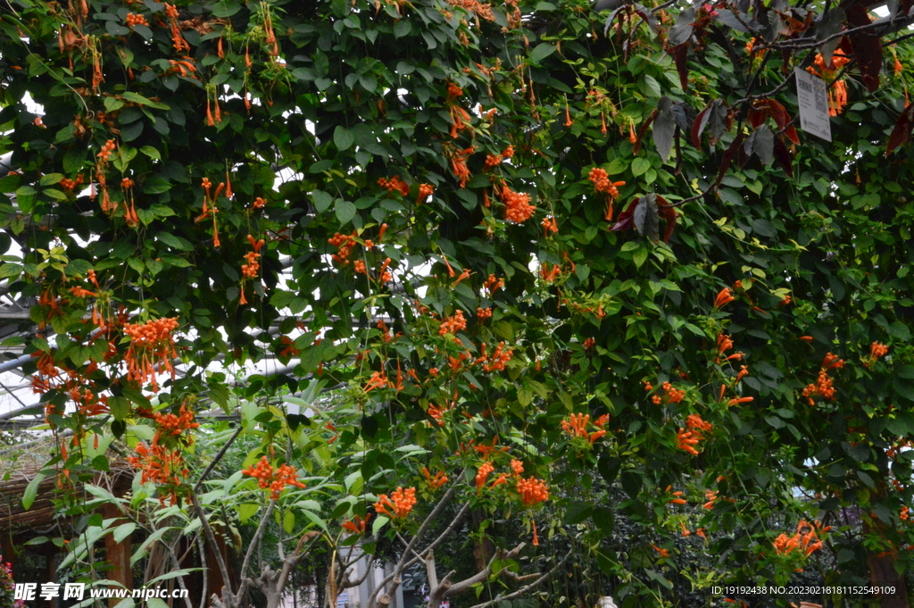 温室花草风景 