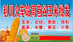 玉米批发    