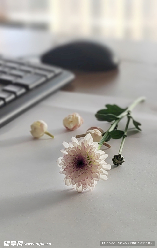 小雏菊