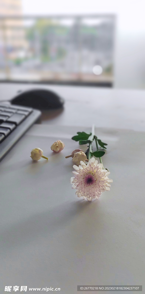 小雏菊