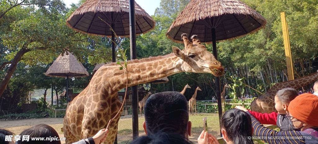 吃树叶的长颈鹿