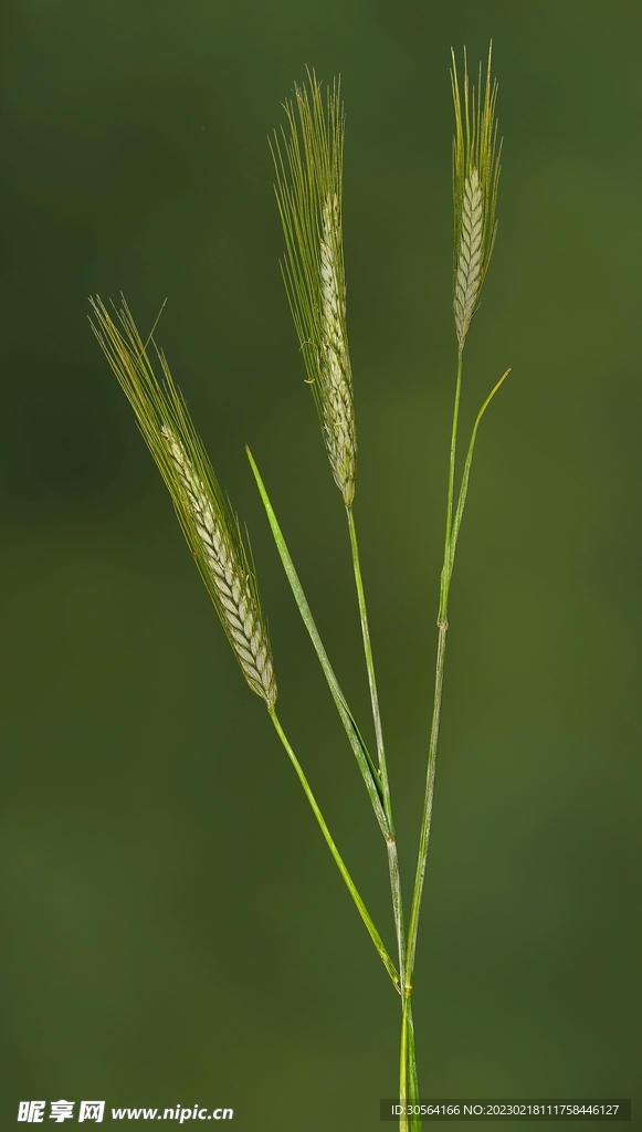 麦穗