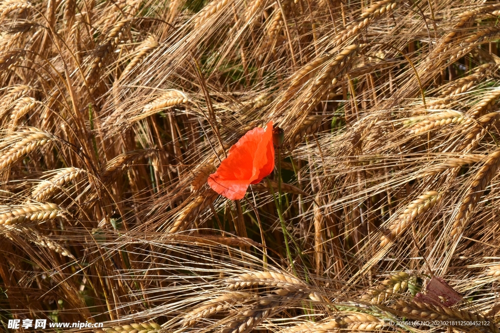 麦田