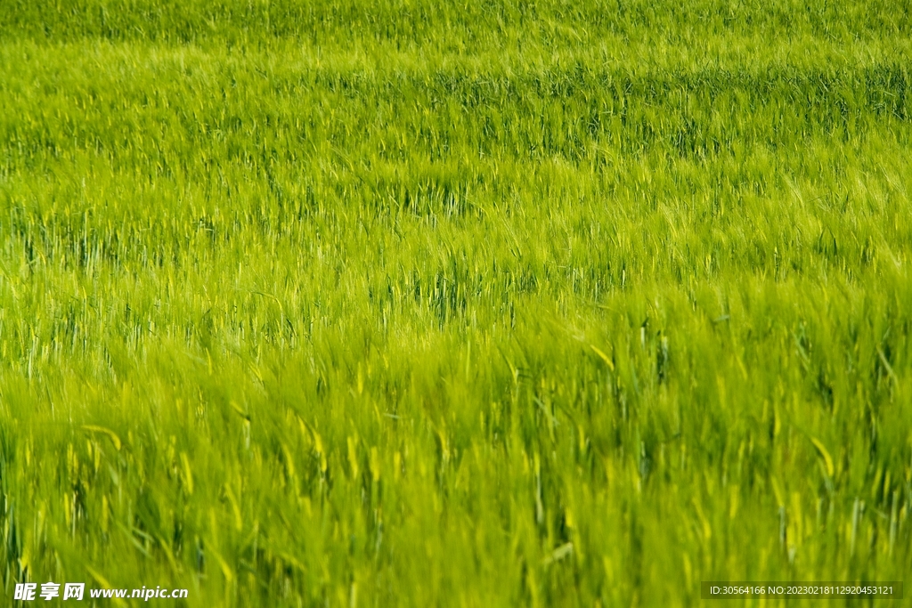 麦田