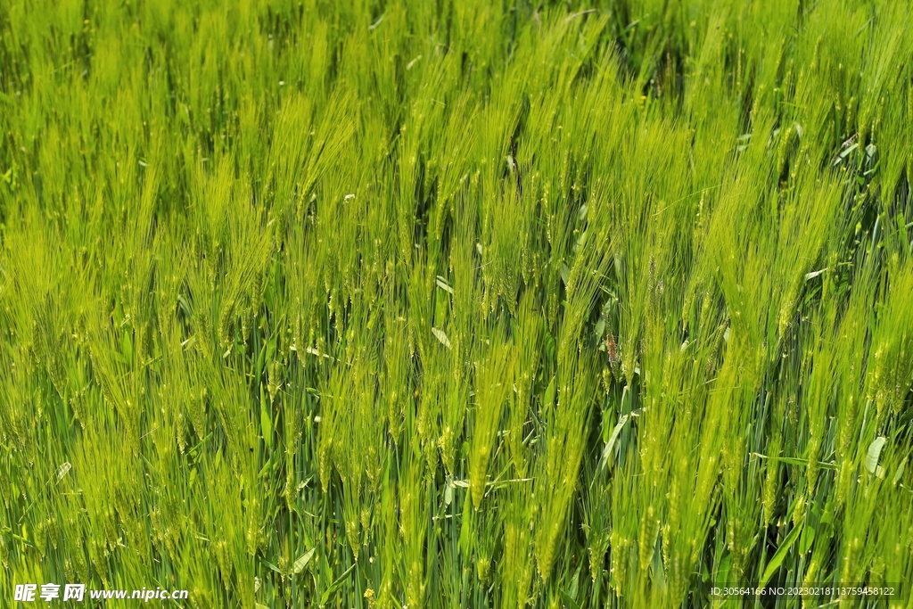麦田