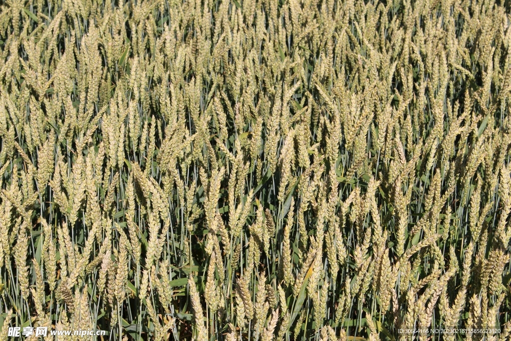 麦田