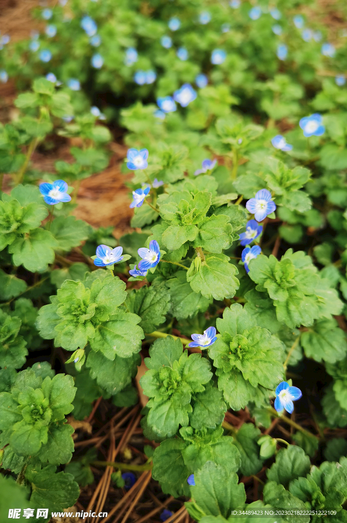 小花