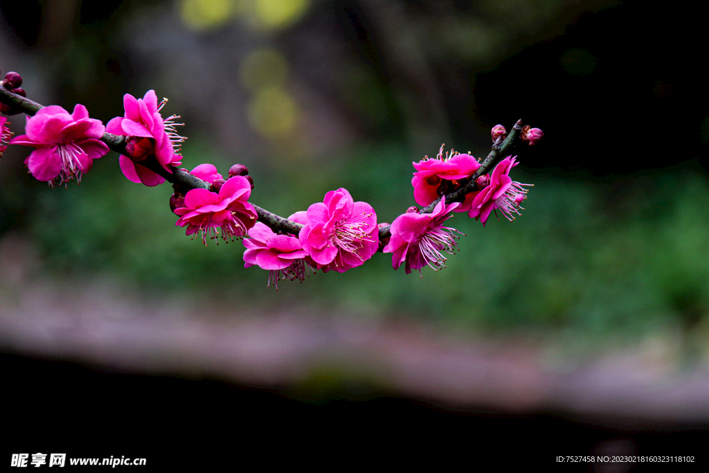 梅花